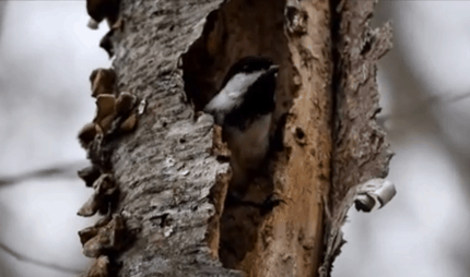 Chickadees Building A Nest In Old Tree