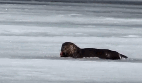 Wild River Otter Eating A Fish On Frozen Pond