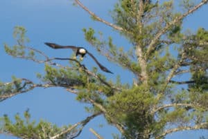 Bald Eagle Leaving Tree