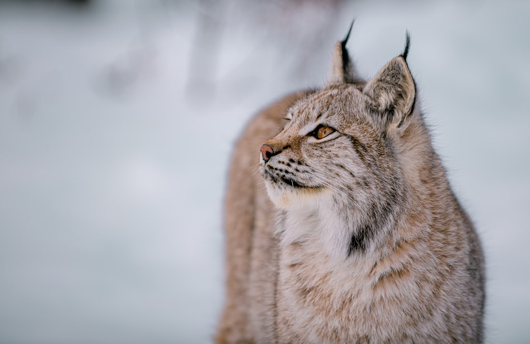 CANADA LYNX IN MAINE