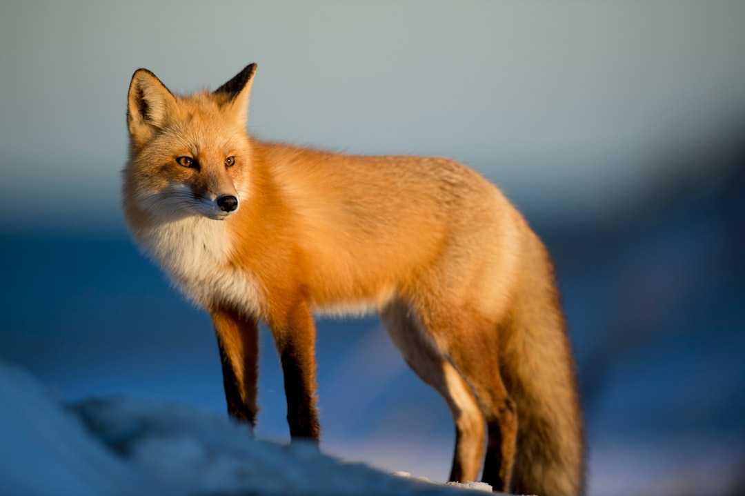 Red fox standing in a snowy Maine landscape