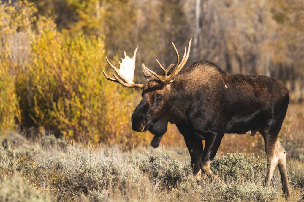 Maine Moose standing in the dead waters near a pond